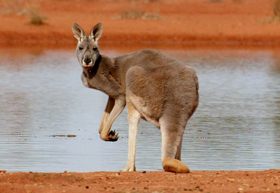 Australiassa kuolemaan johtaneet kenguruhyökkäykset ovat harvinaisia. Kuvituskuva. LEHTIKUVA / AFP