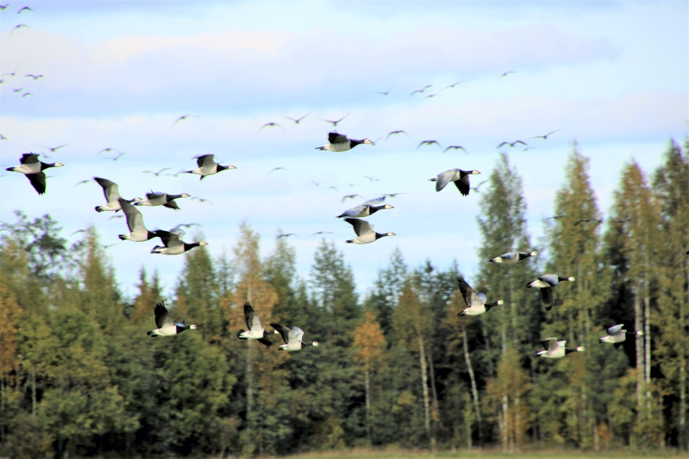 Valkoposkihanhet aiheuttavat muuttomatkallaan ongelmia maataloudelle Pohjois-Karjalassa.