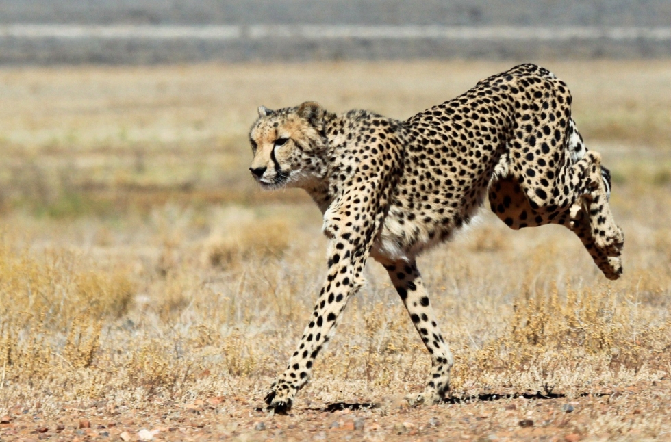 Gepardi on maailman nopein maaeläin. Lehtikuva/AFP