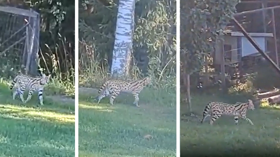 Kuvakaappaus lukijan lähettämältä videolta, jossa näkyy yksi kissoista. Kuvissa on yksi ja sama eläin.