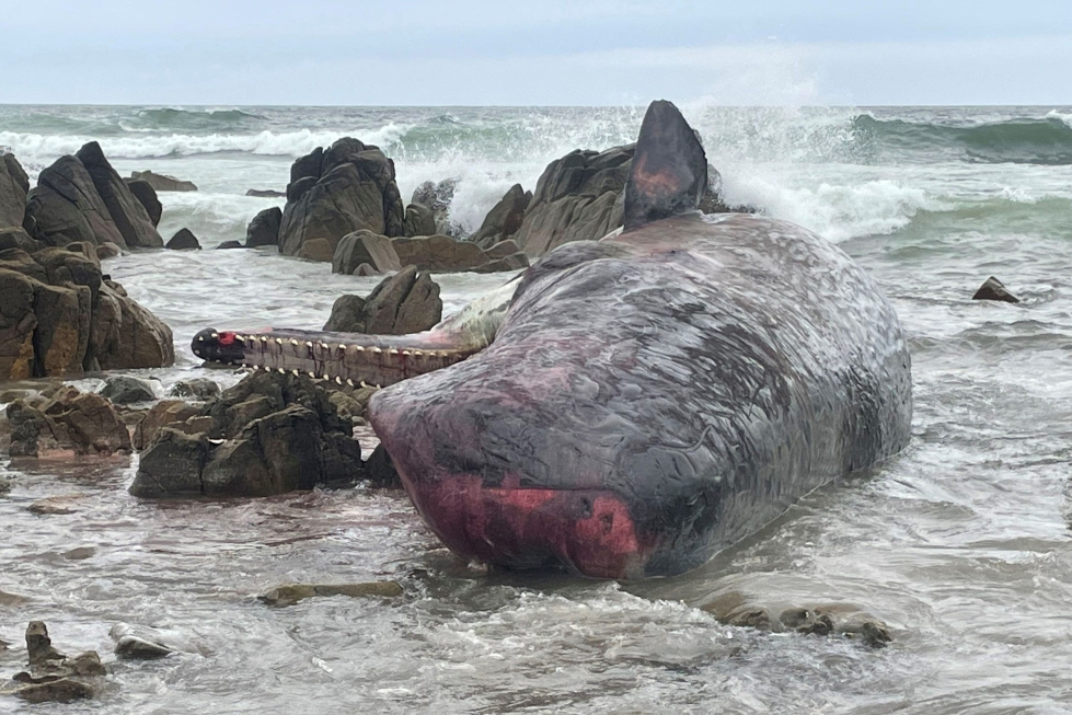Australiassa Tasmanian saarella noin 200 valasta on kuollut ajauduttuaan rannalle ja jäätyään jumiin. LEHTIKUVA/AFP/ Department of Natural Resources and Environment Tasmania
