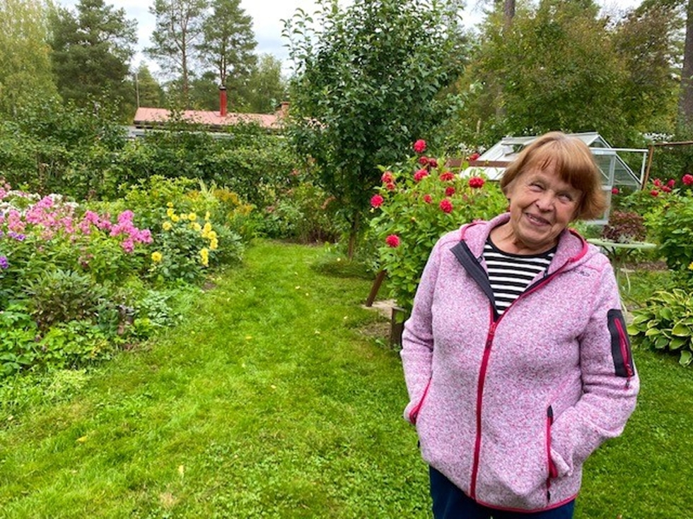 Joensuun Rantakylässä asuvan Taimi Toropaisen piha on noin 800 neliötä, joka täyttyy näin syksyllä upeasti kukkivista joriineista, syysleimuista, astereista ja daalioista. Kesällä vuorossa ovat muun muassa pionit ja erilaiset ruusut.