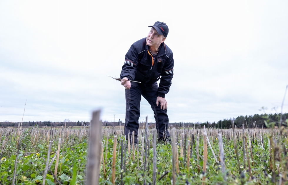 Maanviljelijä Petri Tanskanen näyttää, millaisen juuren syysrypsi kasvattaa. Syysrypsi toimii hyvänä viljelykiertokasvina ja maan parantajana.