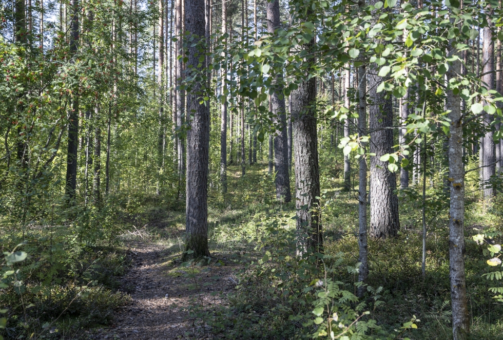 Asukkaiden suurin huolenaihe on Rantakylän puistoalueiden virkistyskäyttö ja luontoarvojen hävittäminen.