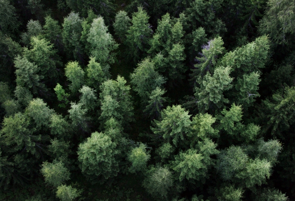 Yhteensä Suomen metsistä oli kuluvan vuoden alkuun mennessä suojeltu hieman alle kolme miljoonaa hehtaaria. TIMO JAAKONAHO / LEHTIKUVA