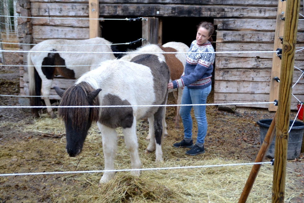 Jenni Heikkinen muutti hevosten kanssa Juuan Polvelaan. Pihatoksi siirrettiin Paalasmaalta vanha riihi.
