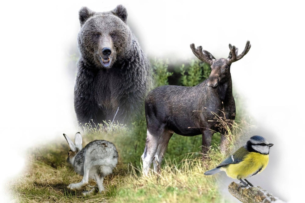 Metsäjäniksen, karhun, hirven ja sinitiaisen älykkyys näkyy niiden jokapäiväisessä elämässä eli siinä, miten ne selviytyvät luonnossa.
