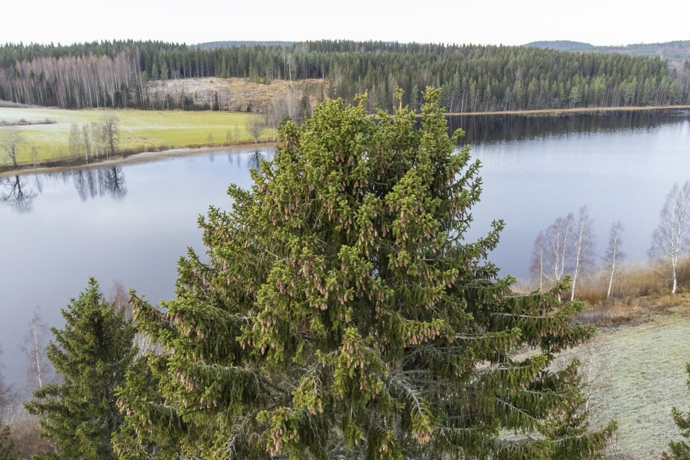 Suomen suurin kuusi paistattelee päivää näin komeissa maisemissa Sumiaisten Pukarajärven rantamaisemissa.