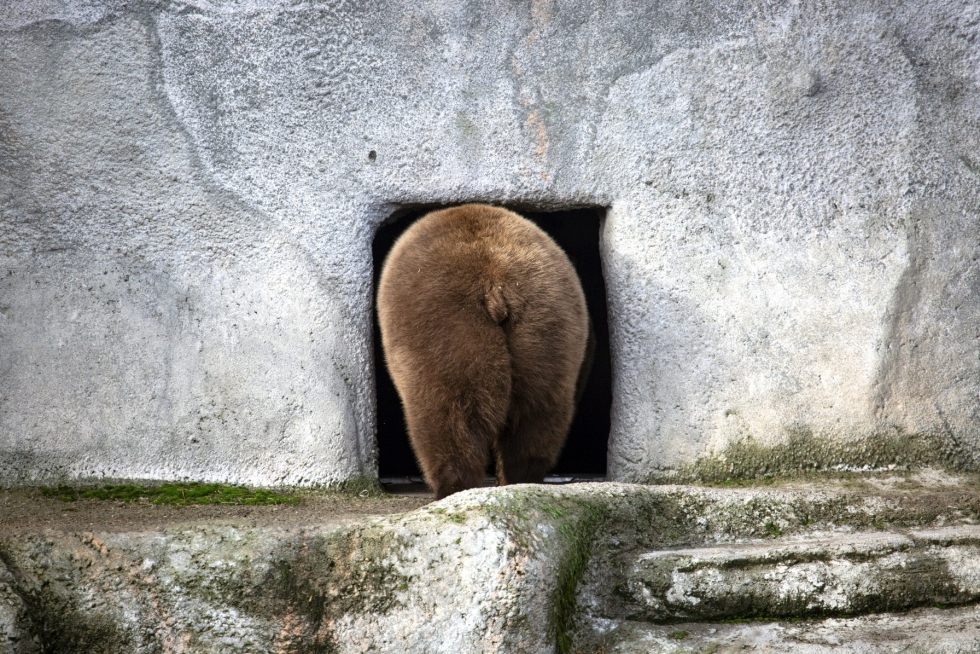 Korkeasaaren karhut saattavat nukkua talviunta usean kuukauden ajan. LEHTIKUVA / HANDOUT / Korkeasaari Zoo