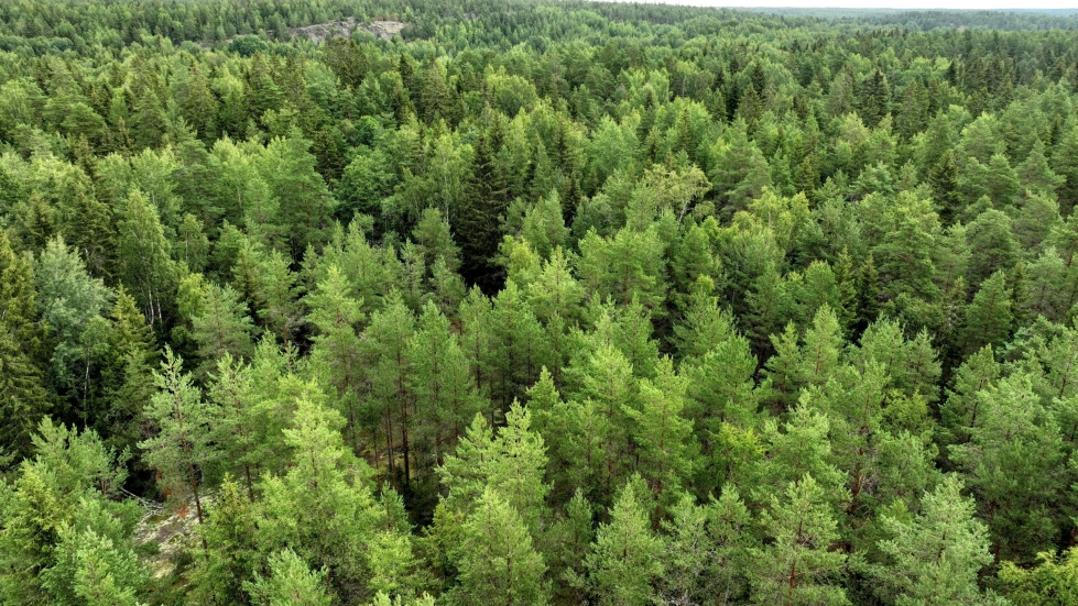Lehden mukaan suojellun metsämaan määrä Suomessa nousee vähintään kymmeneen prosenttiin, jos hallituksen kaavailema strategia luonnon monimuotoisuudesta toteutuu. LEHTIKUVA / Heikki Saukkomaa