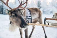 Uber-porot kyydittävät matkailijoita Rovaniemellä joulukuun puolivälissä