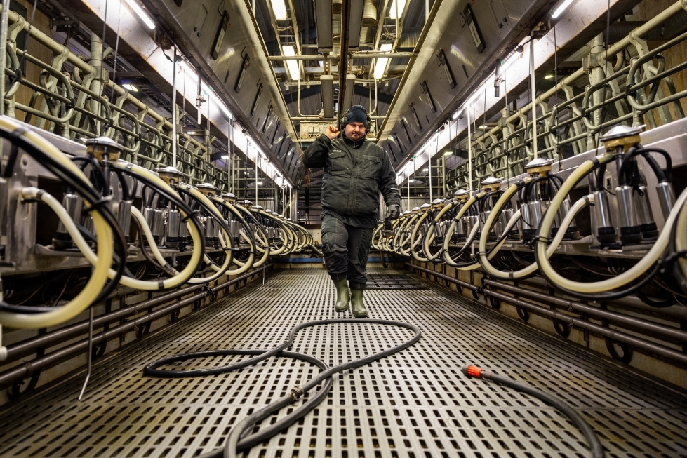 Maitosuonen maatilayhtymä on ennakoinut kustannusten nousua monin tavoin. Viljelijä Ari Hänninen lypsyasemalla, jossa mahtuu käsittelemään 28 lehmää kerrallaan.