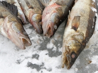 Erävalvontapäivä Höytiäisellä tuotti harmillisen paljon saalista: kalastuksenvalvoja kuvailee 
rikemäärää ennätykselliseksi