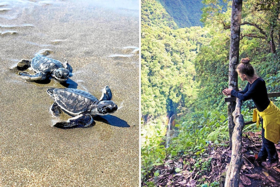 Sini Sarén työskenteli vapaaehtoisena Costa Ricassa muun muassa etelänbastardikilpikonnien parissa. Poikaset vapautettiin lyhyiden mittausten jälkeen rantahietikolle. Toisessa kuvassa Sini Sarén on vuoristo- eli pilvisademetsässä.