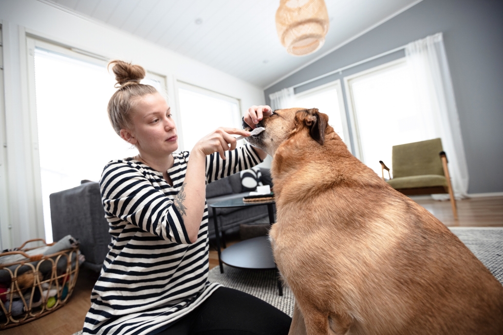 Ellamari Kinnunen harjaa Paavo-koiran hampaat kolme kertaa viikossa.