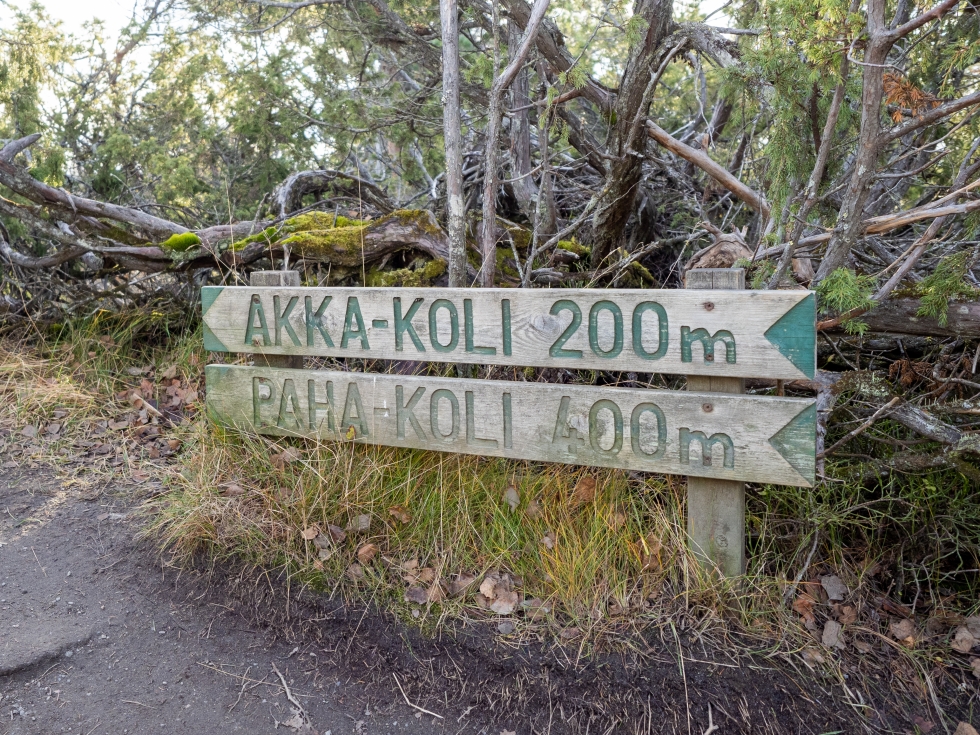Koli on yksi Pohjois-Karjalan keskeisimmistä matkailukohteista.