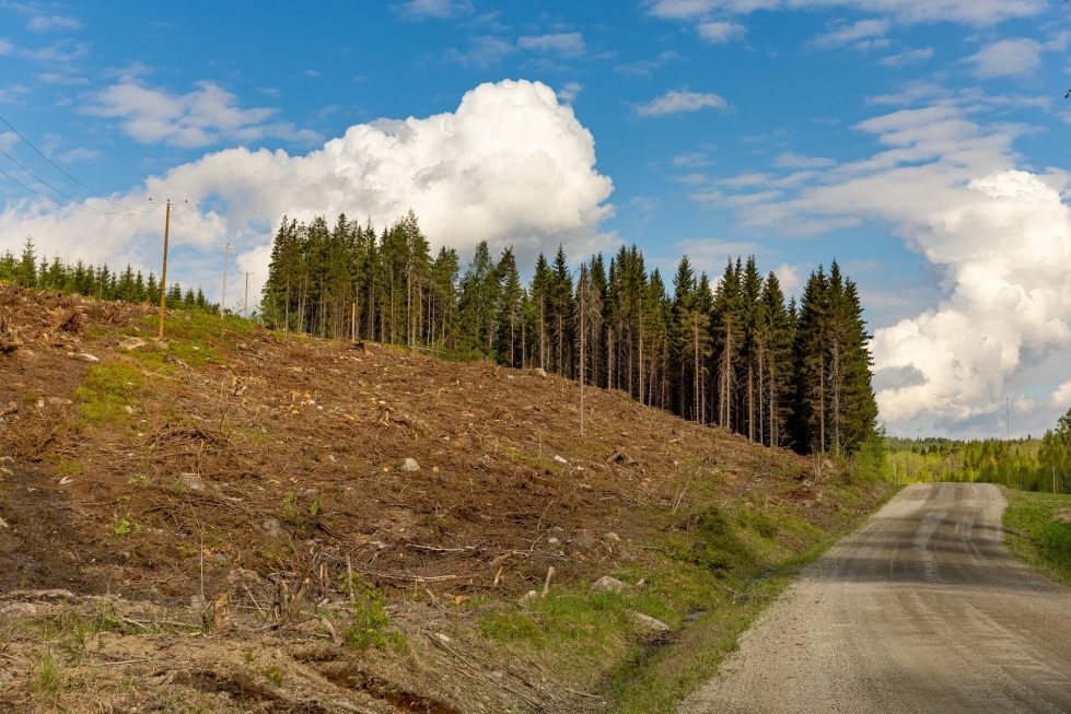 Metsät kasvavat Pohjois-Karjalassa edelleen selvästi enemmän kuin niitä hakataan.