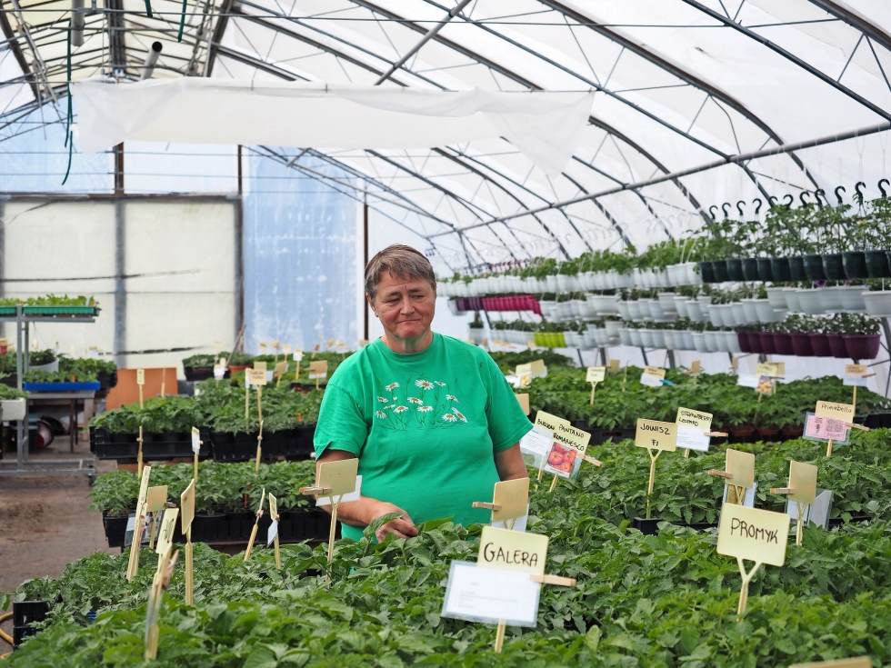 Puhoksen puutarhan puutarhuri Kaisu Kiiskinen kertoo, että heillä on myynnissä noin 300 tomaattilajiketta.