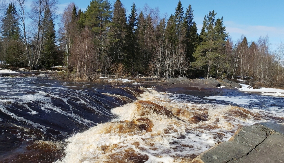 Kevättulvat nousevat mahdollisesti tavallista korkeammalle monin paikoin pohjoisessa Suomessa. Kuvassa Oulun Kiiminkijoki toukokuun alussa.