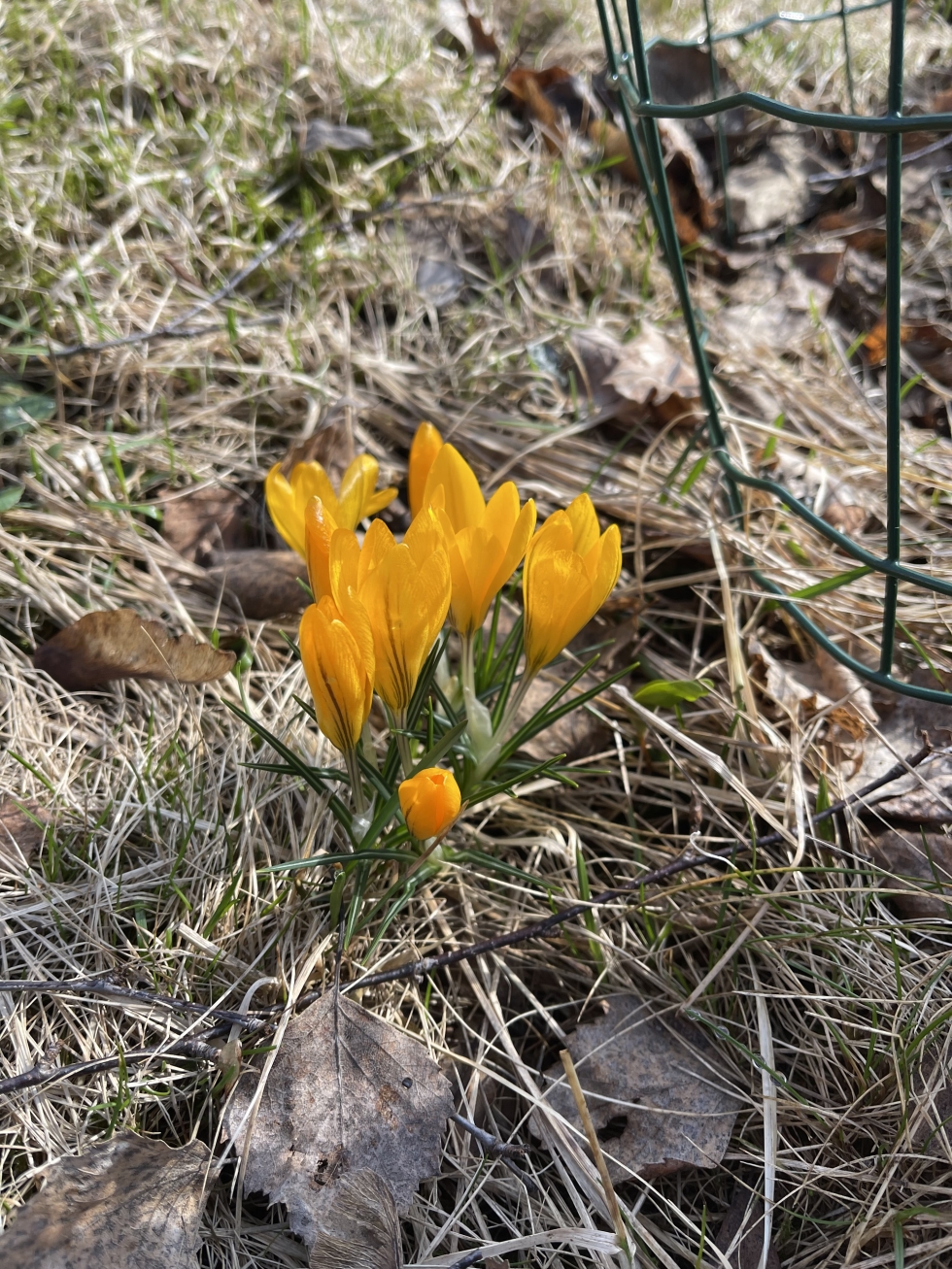 Kevään ensimmäisiä kukkia 29. huhtikuuta.