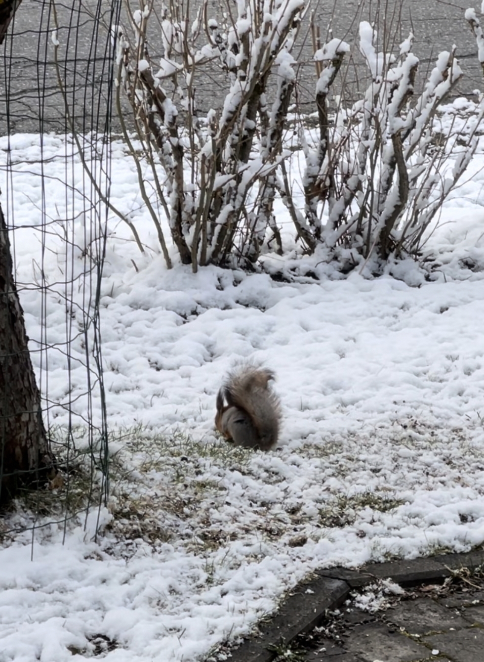 Orava etsi lumen alta syötävää 5. toukokuuta Joensuun Reijolassa.
