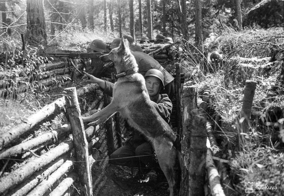 Taru oli yksi alle tuhannesta sotakoirasta. Kuva on elokuulta 1941. Rintamalla palvelleista koirista on jäänyt jälkipolville monia tarinoita.