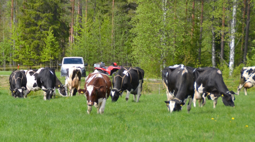 Verkkojoen maisemissa kelpaa lehmien käyskennellä.