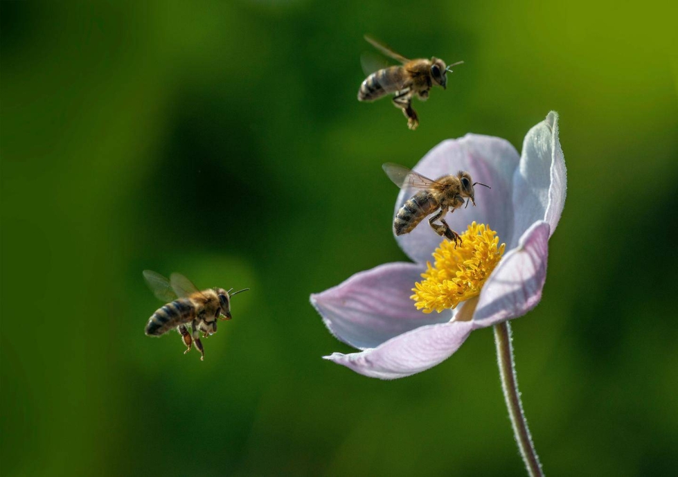 Mehiläinen käyttää ravinnokseen kukkien mettä ja ruokkii toukkiaan siitepölyllä.