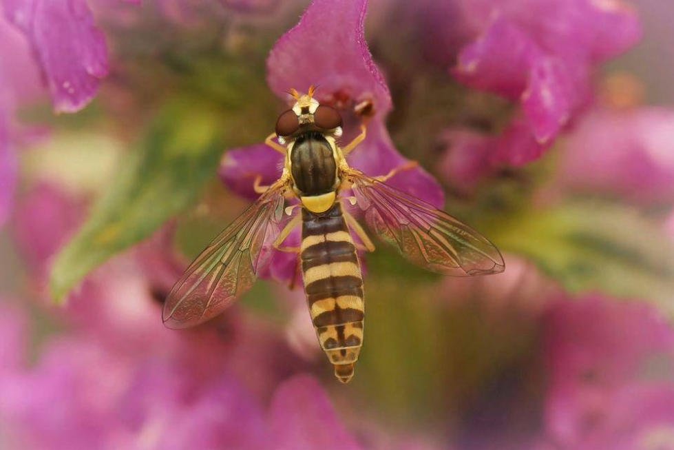 Kukkakärpäset muistuttavat ulkonäöltään ampiaista. Kärpäset ovat tärkeitä mustikan ja puolukan pölyttäjiä. 
