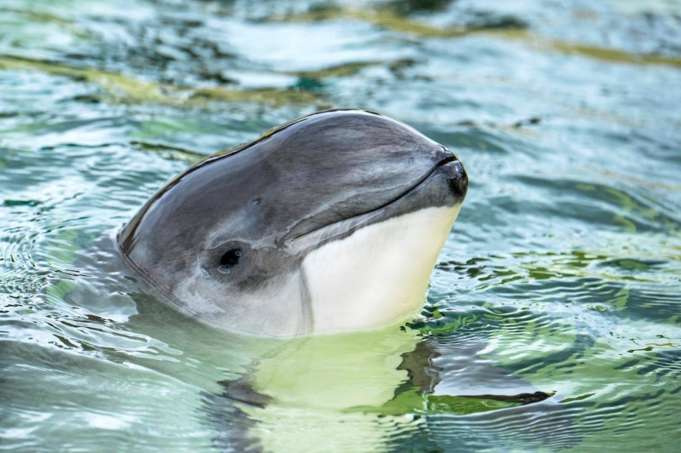Vanhat dokumentit kertovat, että delfiinin näköisiä pyöriäisiä on entisaikaan saalistettu myös ampumalla.