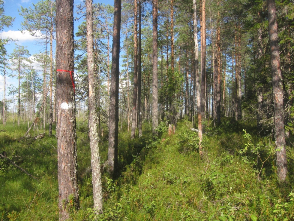 Tornator aikoo aukkohakata Kesonsuon suojelualueeseen rajautuvaa luonnontilaista puustoista suota ja metsää. Leimikon nauhat on laitettu samoihin puihin, joissa on suojelualueen rajamerkit.