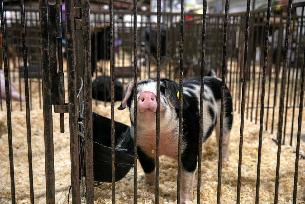 Osallistuja nuorten sikojen näyttelyssä Perry County Fairgroundsissa New Lexingtonissa Ohiossa huhtikuussa 2023.