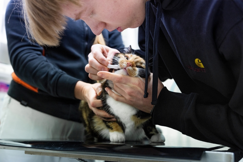 Tuomas Mäkimattila, 18, ja Penni-kissa näyttävät eläinlääkäriasema Kivuttomalla, kuinka kissan hampaiden harjaaminen onnistuu.