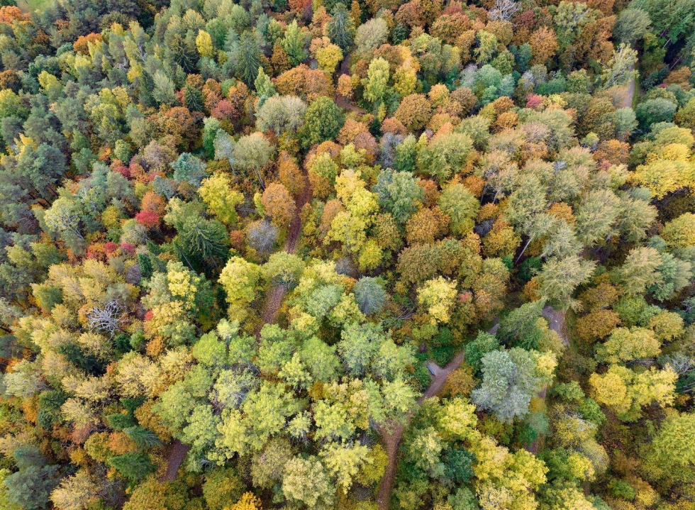 Metsät sitovat hiilidioksidia ilmakehästä ja toimivat merkittävinä hiilinieluina.