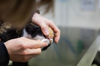 Juuan, Lieksan ja Nurmeksen eläinlääkäreissä ei hoideta lemmikkien kiireettömiä toimenpiteitä maaliskuussa
