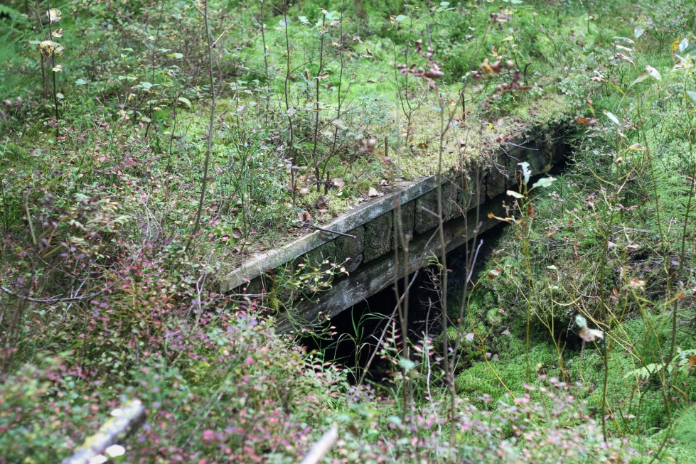 Kasvillisuuden peittämä silta on vankkaa tekoa.