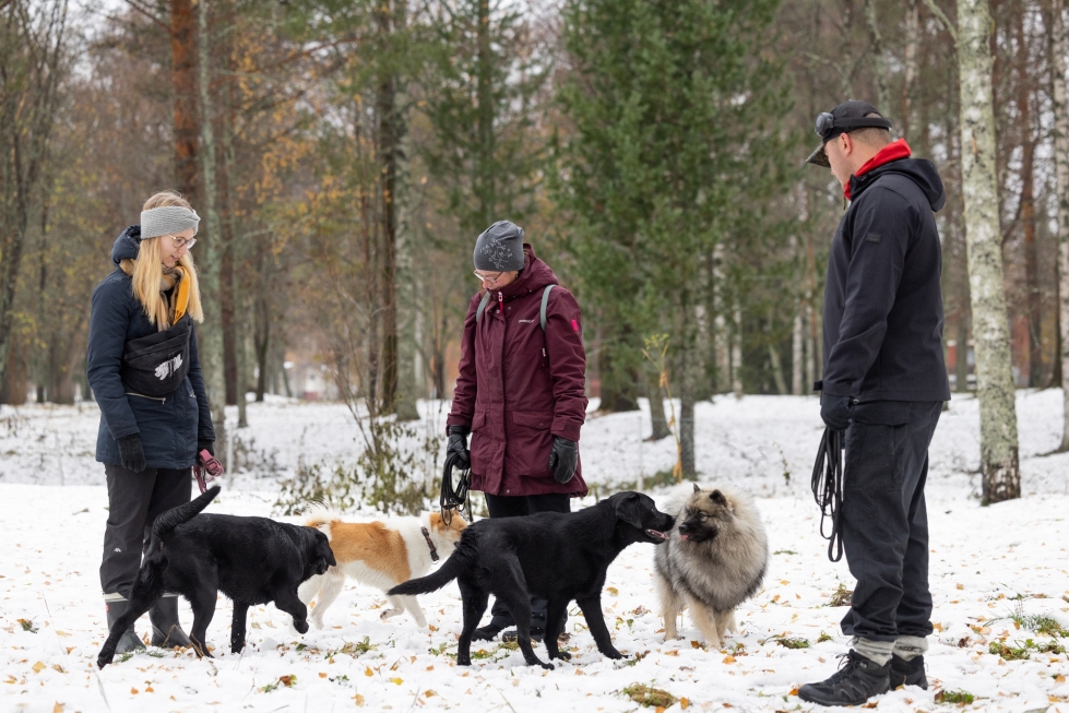 Elli Arvola, Tanja Kiesiläinen ja Jussi Petrelius juttelevat keskenään koirien temmeltäessä keskustan koirapuistossa. "Kaupunki voisi järjestää tänne vesipisteen, josta saisi ainakin kesällä koirille juomavettä", Petrelius ehdottaa.
