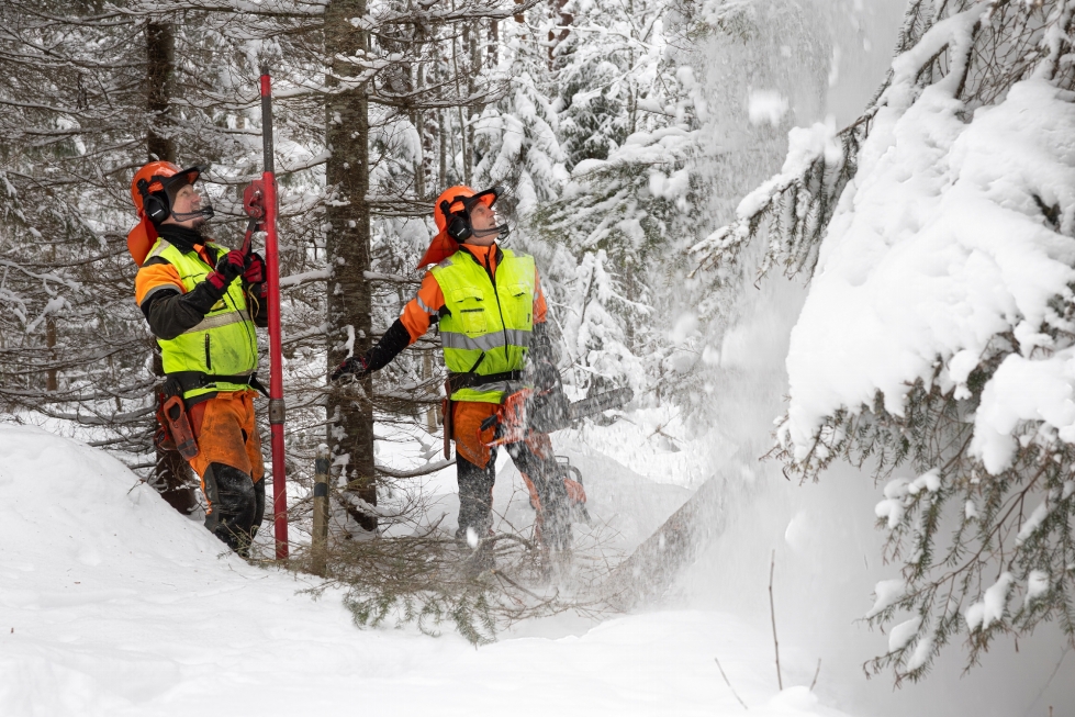 Metsurit Juhani Kurki ja Rauno Tanskanen aloittivat hakkuutyöt pihtametsässä.
