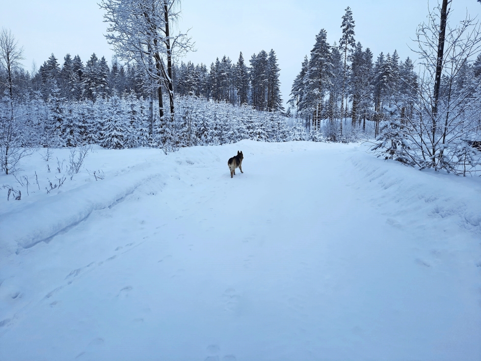 Esimerkiksi Tohmajärvellä irrallaan juoksentelevat koirat tulee toimittaa Liperin Lemmikkihoitolaan, jossa toimii nykyisin Keski-Karjalan alueen löytöeläinten hoitopaikka.