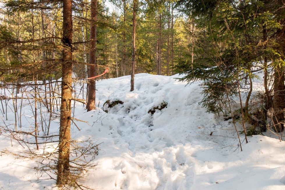 Suurin todennäköisyys havaita Saharan pölyä lumipinnoilla Suomessa on helmi–maaliskuussa. Kuvituskuva.