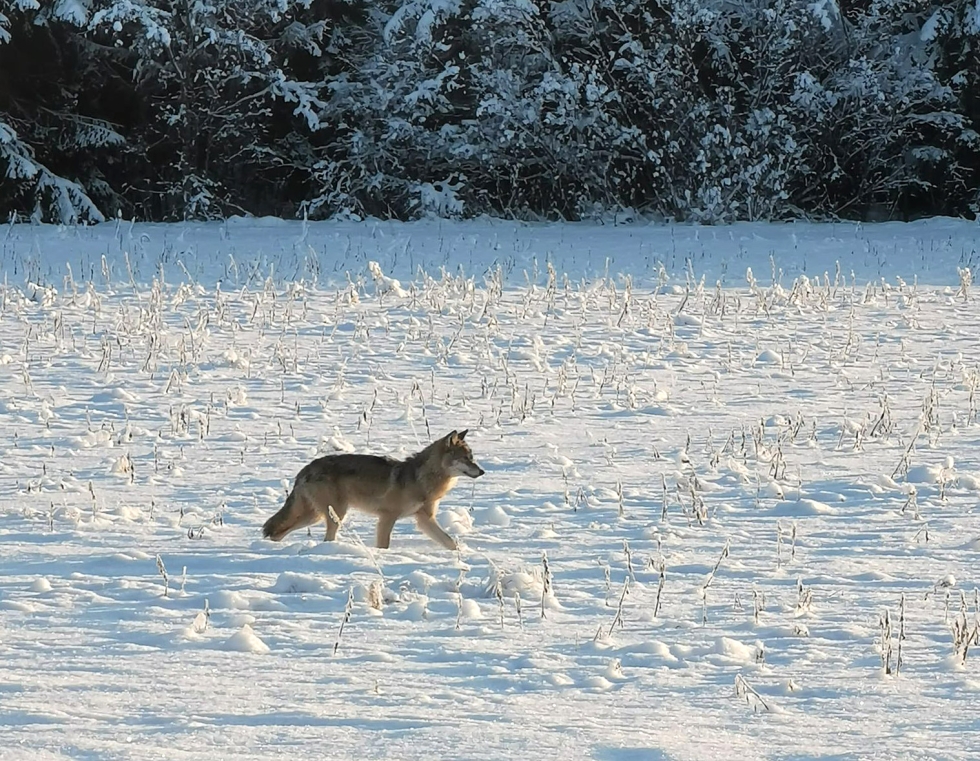 Arkistokuvassa susi Joensuun Karhunmäessä tammikuussa 2021.