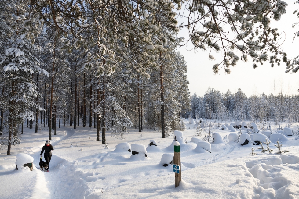 Salpalinjan talvipolku on muun muassa koirien kanssa lenkkeilevien suosiossa. Eveliina Ihanus käy Aatu-koiran kanssa Kontionpoluilla aina kun mahdollista.