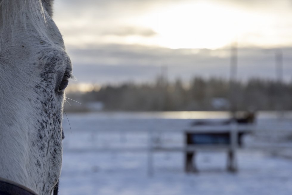 Ratsastusväki uskoo, että Suomessa – etenkin hevostalleilla, joissa työskentelee koulutettuja ammattilaisia – hevosia koulutetaan asianmukaisella tavalla. Kuva ei liity artikkelissa käsiteltyyn tapaukseen.