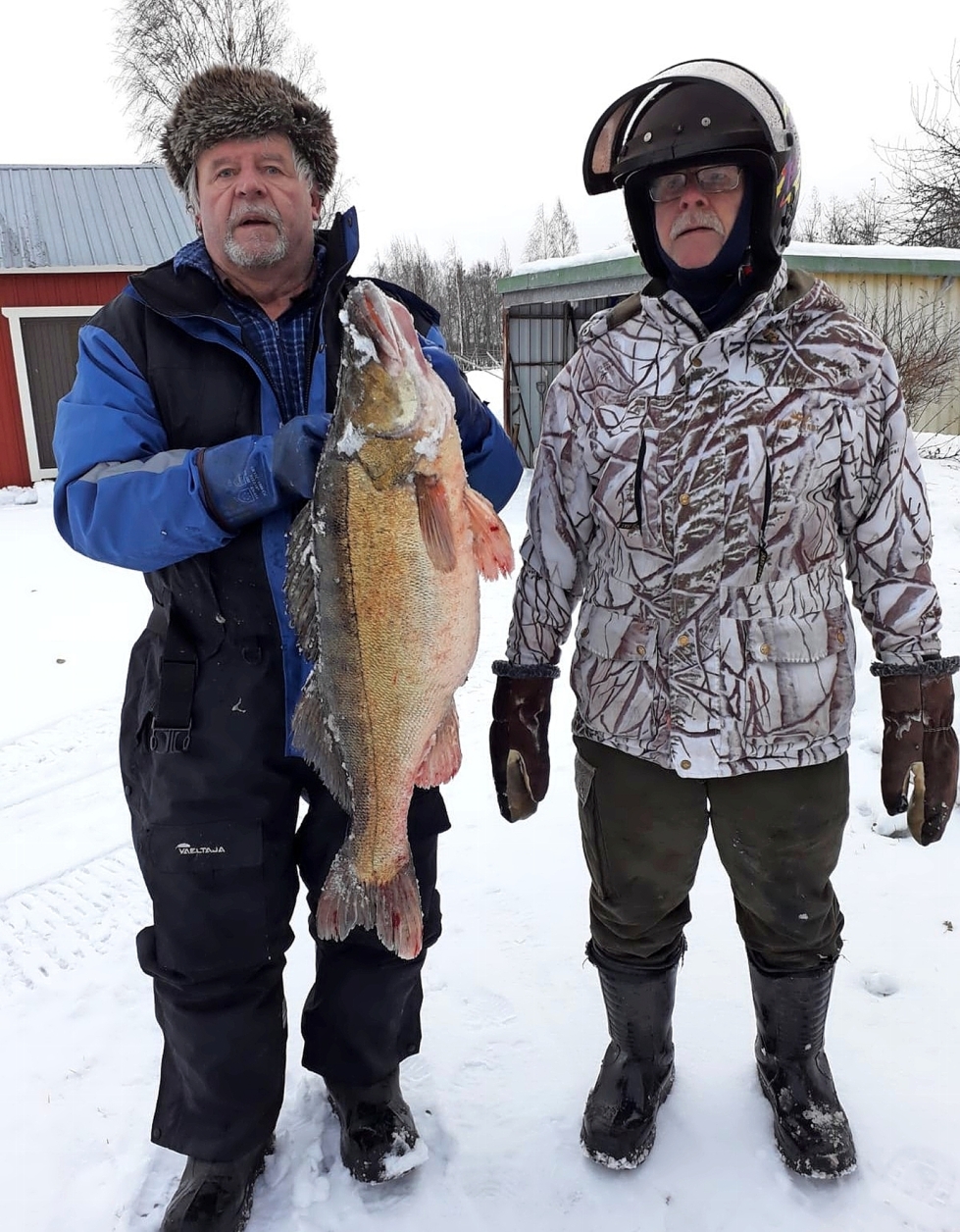 Kalevi ja Viljo Sahlman pyysivät 55 millin verkolla 9 923 grammaa painaneen kuhan Höytiäisestä Polvijärvestä. 1. helmikuuta pyydetty kala oli 94 senttiä pitkä.
