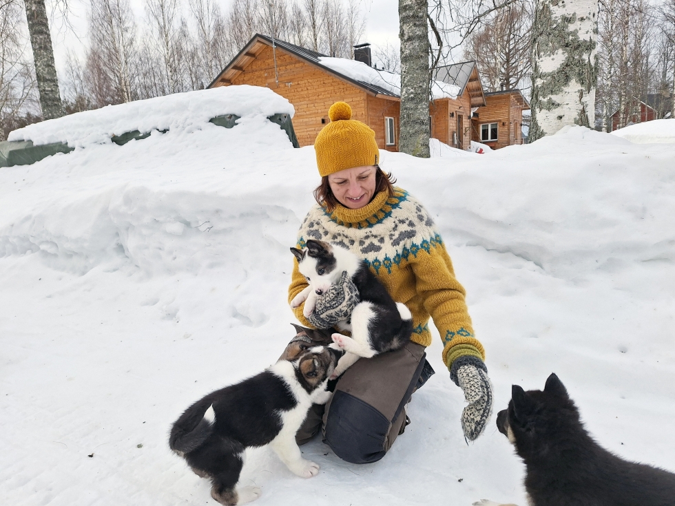 Susanna Kinnunen aikoo käyttää opastetuilla luontoretkillä hyödyksi kennelinsä koiria.