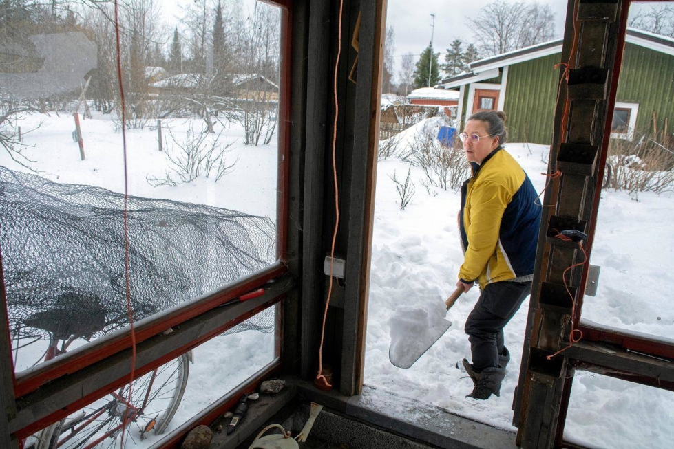 Marjo Pihlaja lappaa kylvösten päälle parikymmentä senttiä lunta.