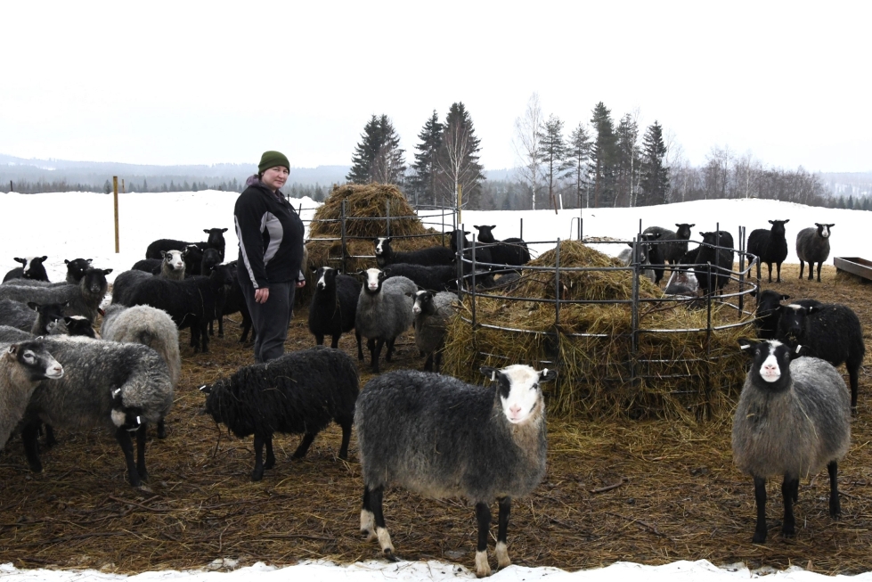 Katariinan luomutilalla Ilomantsissa ei ole aiemmin sattunut susivahinkoja, kertoo lampuri Katariina Hynninen. 
