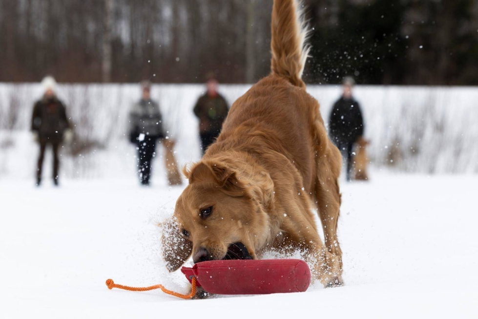 Tuija Aaltosen kultainennoutaja Tekla nauttii, kun se saa noutaa kankaisia harjoitteludameja. Maanomistajan luvalla koiria voi treenata myös kevättalvella. 
