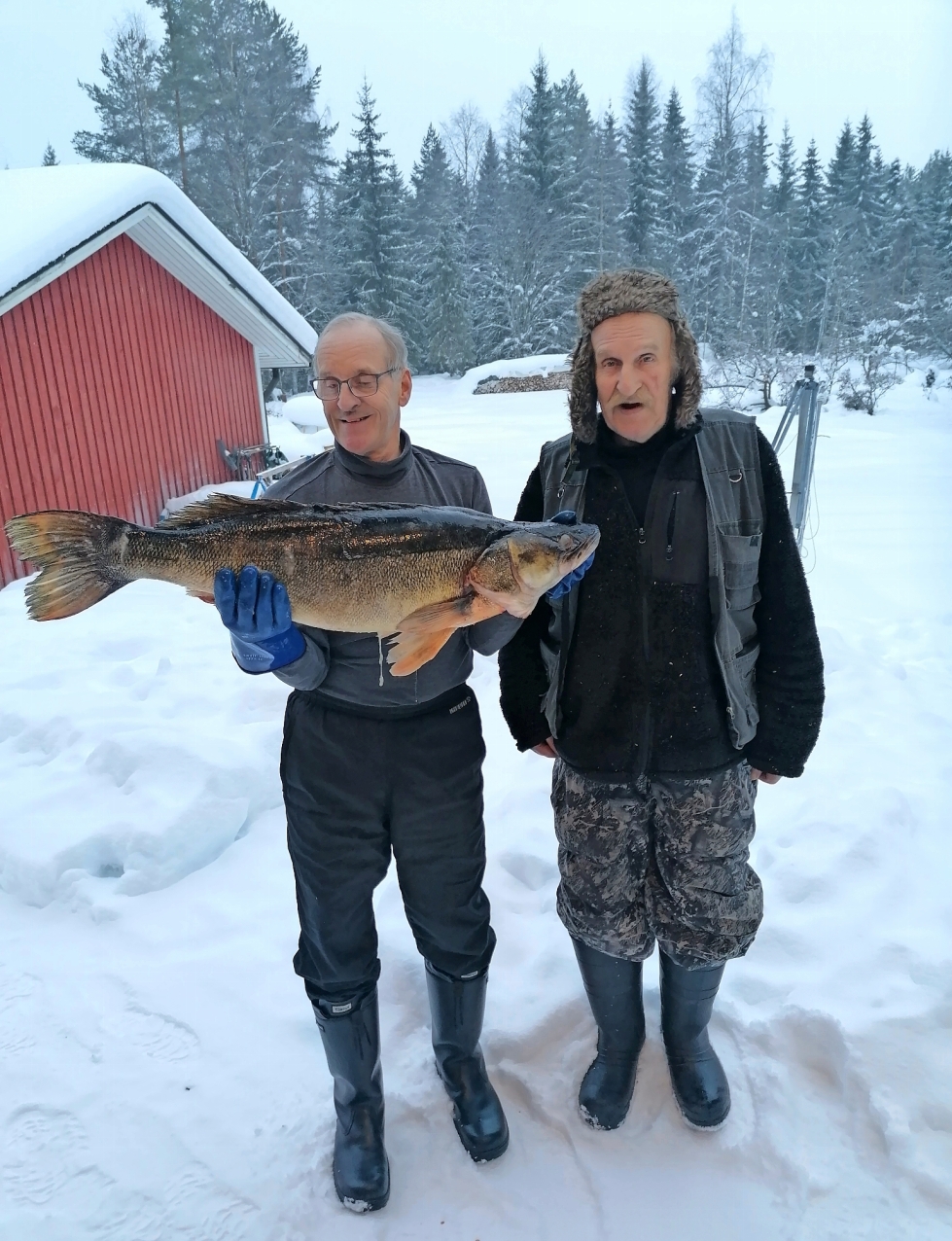 Kimmo Lasarov ja Teemu Ratilainen saivat 11360 grammaa painaneen kuhan Viinijärvestä. 92 senttiä pitkä kala saatiin verkolla.