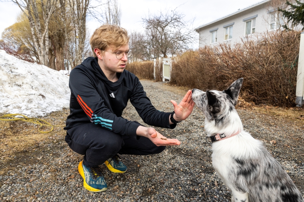 Joensuulainen Valtteri Pennanen, 24, on harrastanut agilityä kymmenen vuotta ja kouluttanut sitä noin neljä vuotta. Parhaillaan hän opettelee lajin perustaitoja puolivuotiaan bordercolliensa Hileen kanssa.